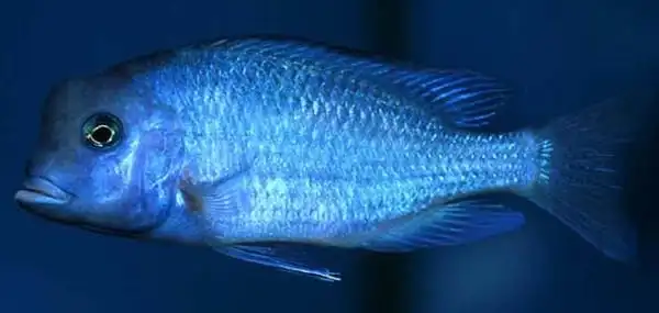 蓝茉莉 - 马鲷鱼品种 - 三湖慈鲷品种 - 三湖慈鲷 - 观赏鱼百科