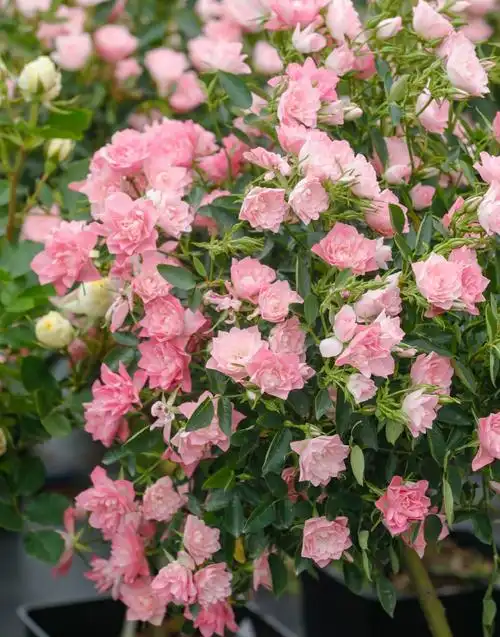 月季图片天荷繁星