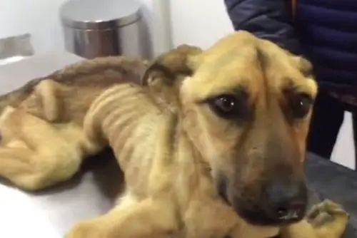 小伙子把小狗扔在垃圾堆,瘦成皮包骨,场面让人很心酸!