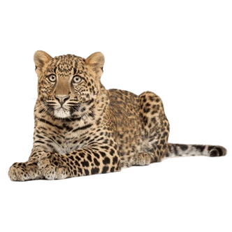 豹子动物免抠图png格式素材