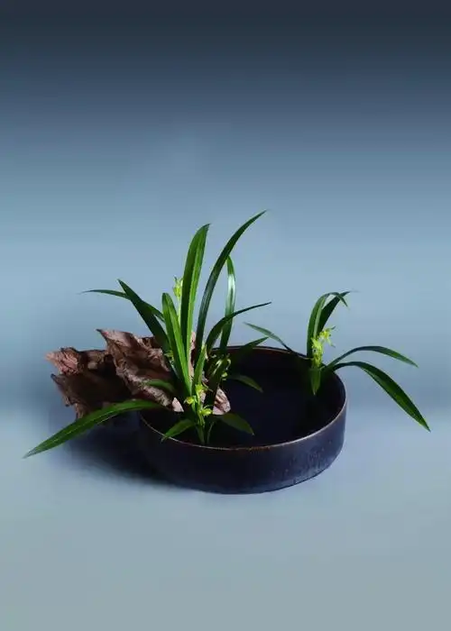 有品位有涵养的图片(有品位有涵养的图片早上好)