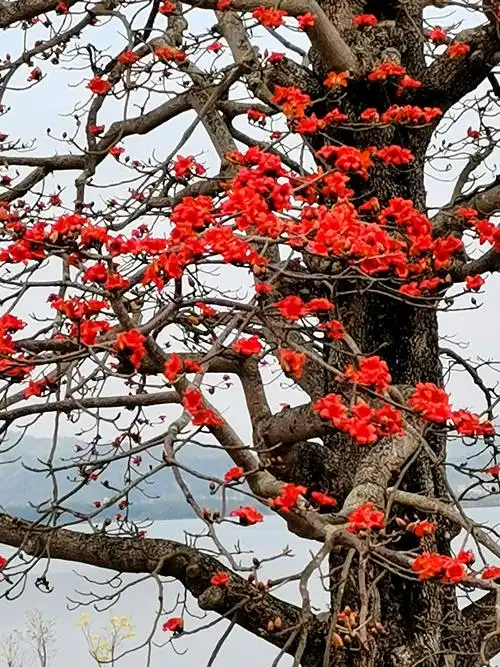 七绝木棉花开满城红(外三首)