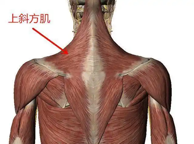 斜方肌的结构和功能斜方肌肥大指的是肩膀上端凸起两个又高又厚的肉
