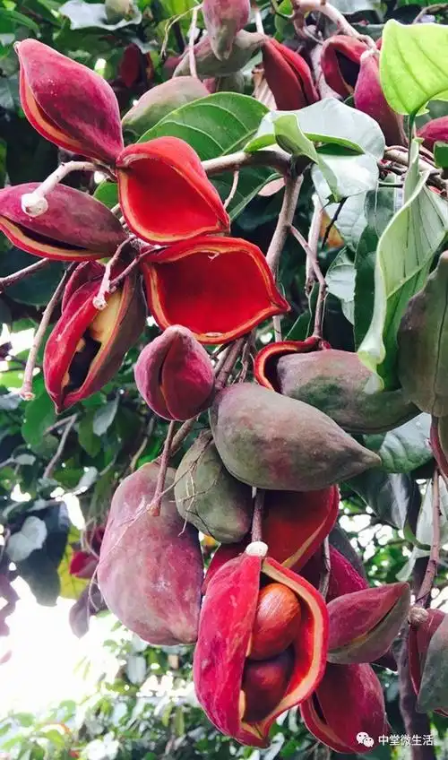 中堂嘅街坊更喜欢叫距做"富贵子"因此被大家称之为"凤眼果"成熟嘅果实