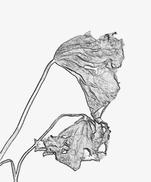 手绘黑色干枯树叶