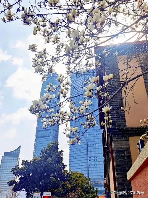 【玩转烟台】不接受反驳!烟台这些玉兰是春日顶流!