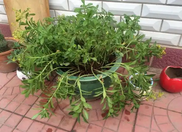 原创驱蚊草究竟能不能驱蚊怎么养驱蚊草5点解决你的问题