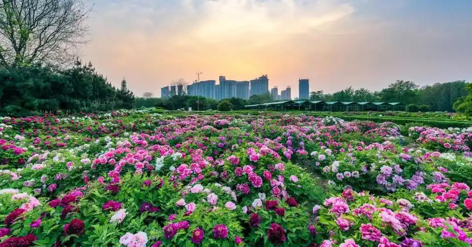 洛阳市隋唐城遗址植物园晨练卡月票卡开始办理啦