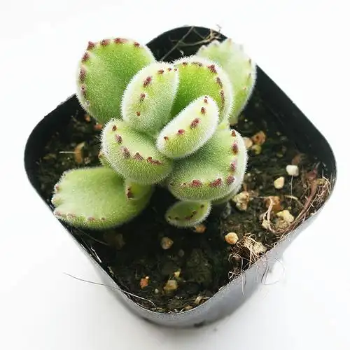 熊掌多肉熊童子多l肉植物萌芽熊多头群生易养老桩超大绿植花卉带