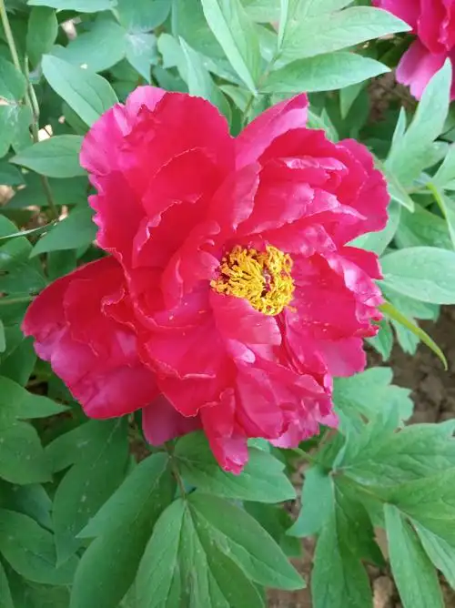 极品牡丹"洛阳红"