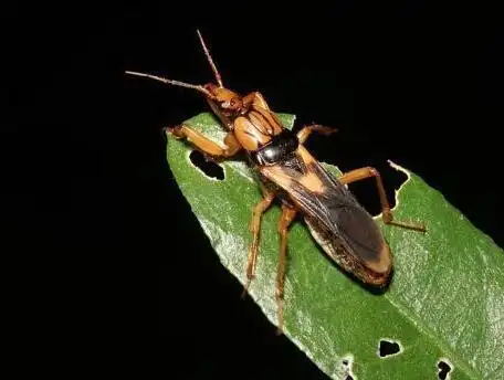 这是什么虫子对人有害吗