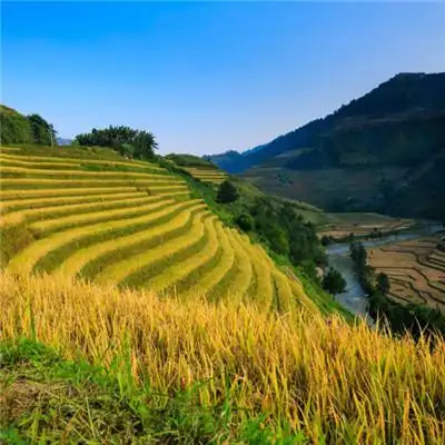 特别与众不同的头像绿色梯田风景图片