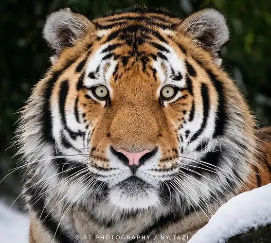 这个我发过吗雪地老虎写真