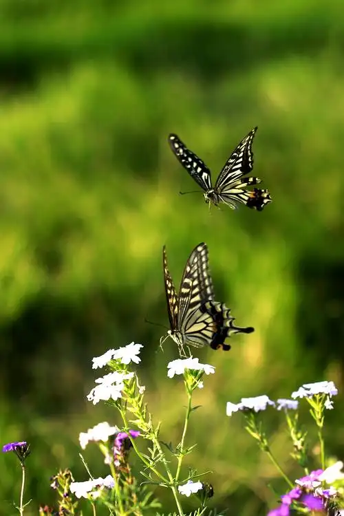两只蝴蝶翩翩舞
