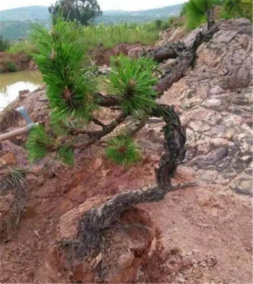 村民眼中的"废松",卖给盆景匠100元的"高价",3年价值翻10倍