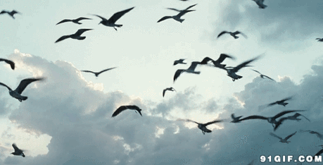 485_247gif 动态图 动图