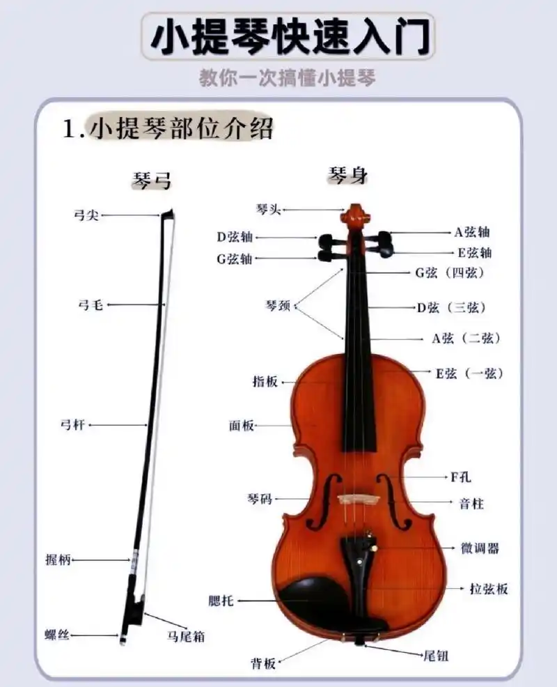 一次读懂小提琴 如图,部位名称,把位对应音名,四根线对应五线谱 有