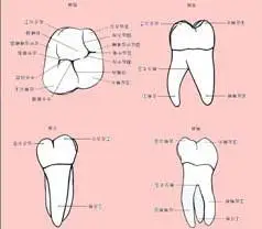 上颌第一磨牙三个根的名称分别是