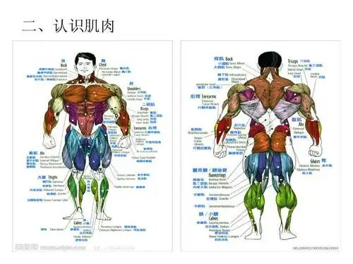 你的身体健康人体与运动ppt