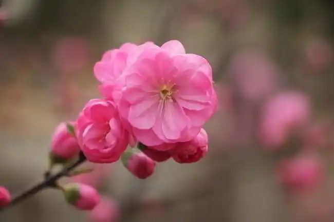粉色桃花特写摄影图片
