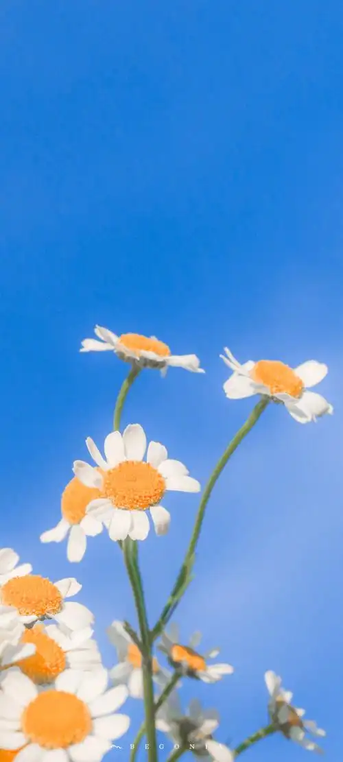 「2021毕业季」壁纸/文案