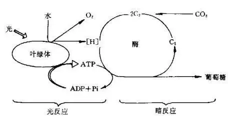 关于生物光反应暗反应的过程图
