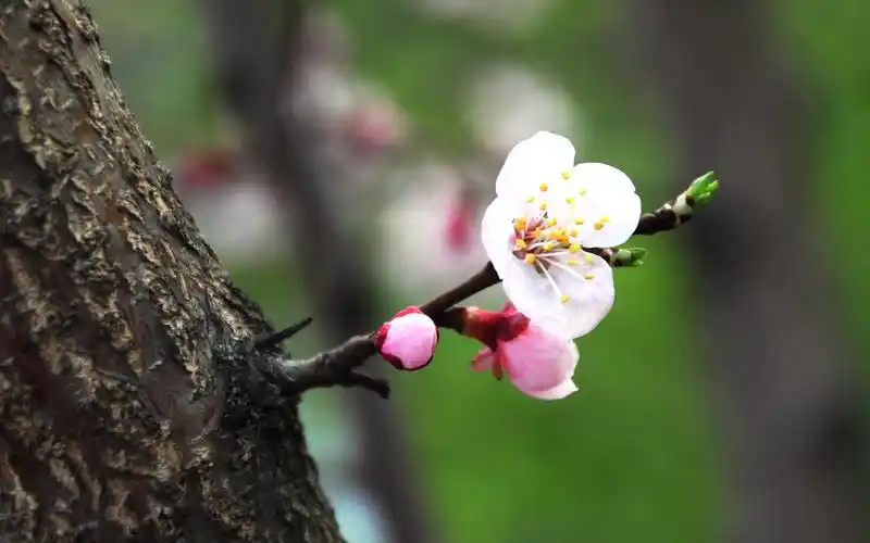 杏花壁纸图片