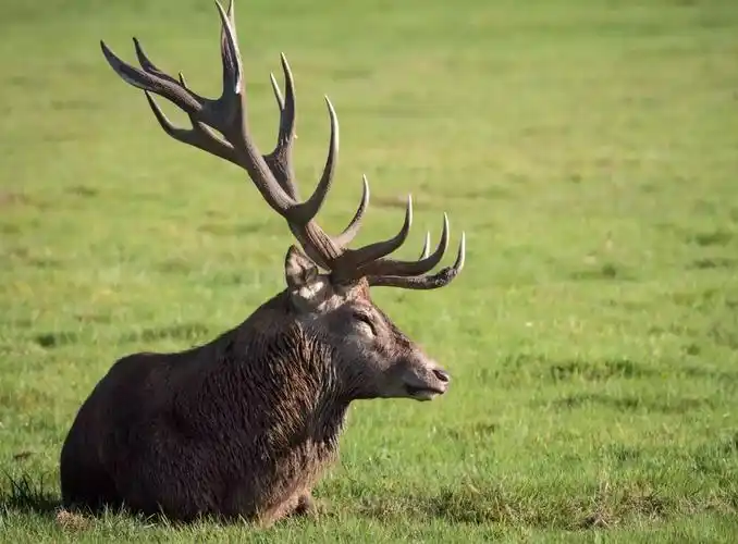 关于驯鹿的5个令人惊讶的事实