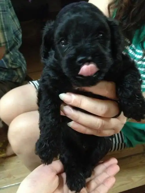 一个月的小泰迪 急!