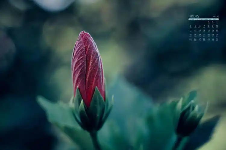 2021年1月微距下鲜艳无比的花朵唯美写真日历