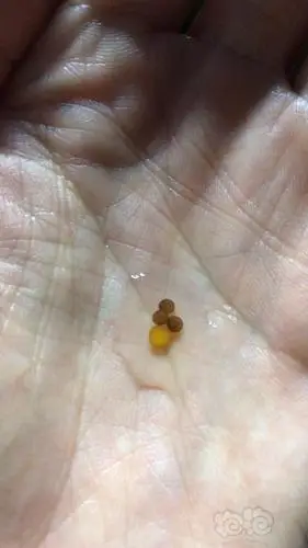 异型这是黄马卵吗