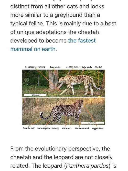 宝宝英语之cheetah和leopard的区别