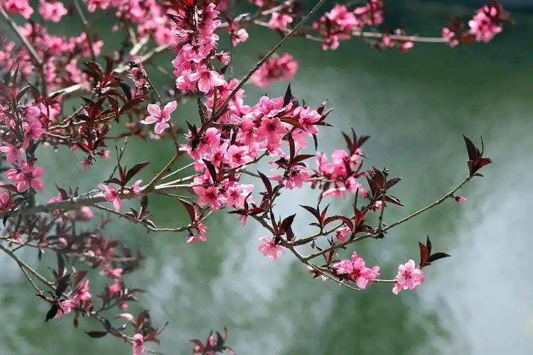 桃花什么季节开花