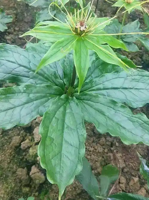 每日中药——蚤休_一枝花_草本植物_百合科