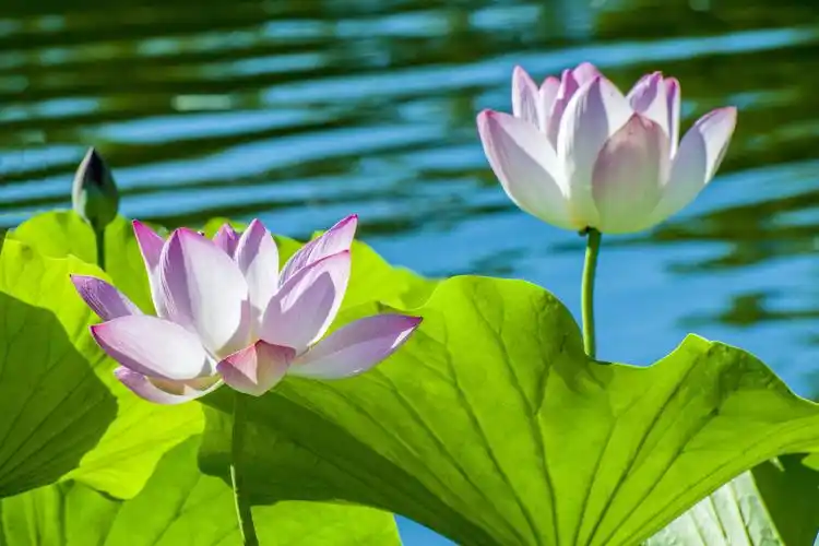 花卉摄影习作——莲花