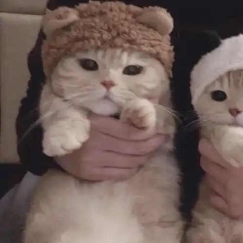 情侣头像情头猫咪头像