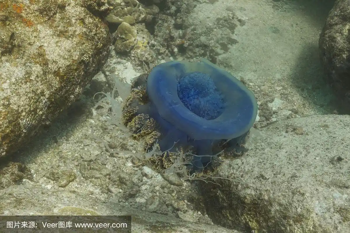 冠水母(cefia cefia)