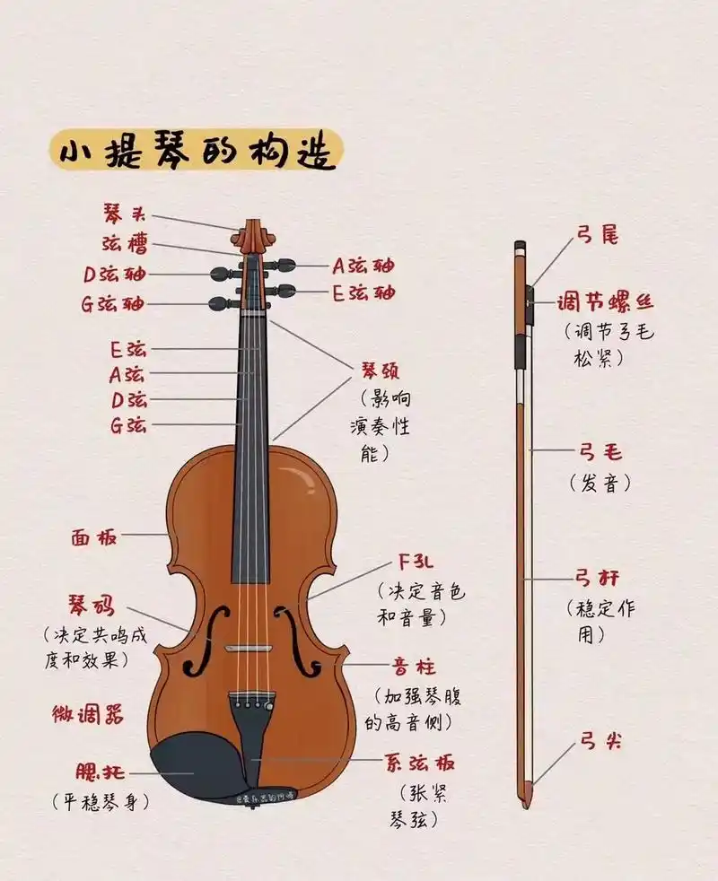 【小提琴】知识分享.小提琴构造,音乐乐理,音符,五线谱,小提 - 抖音