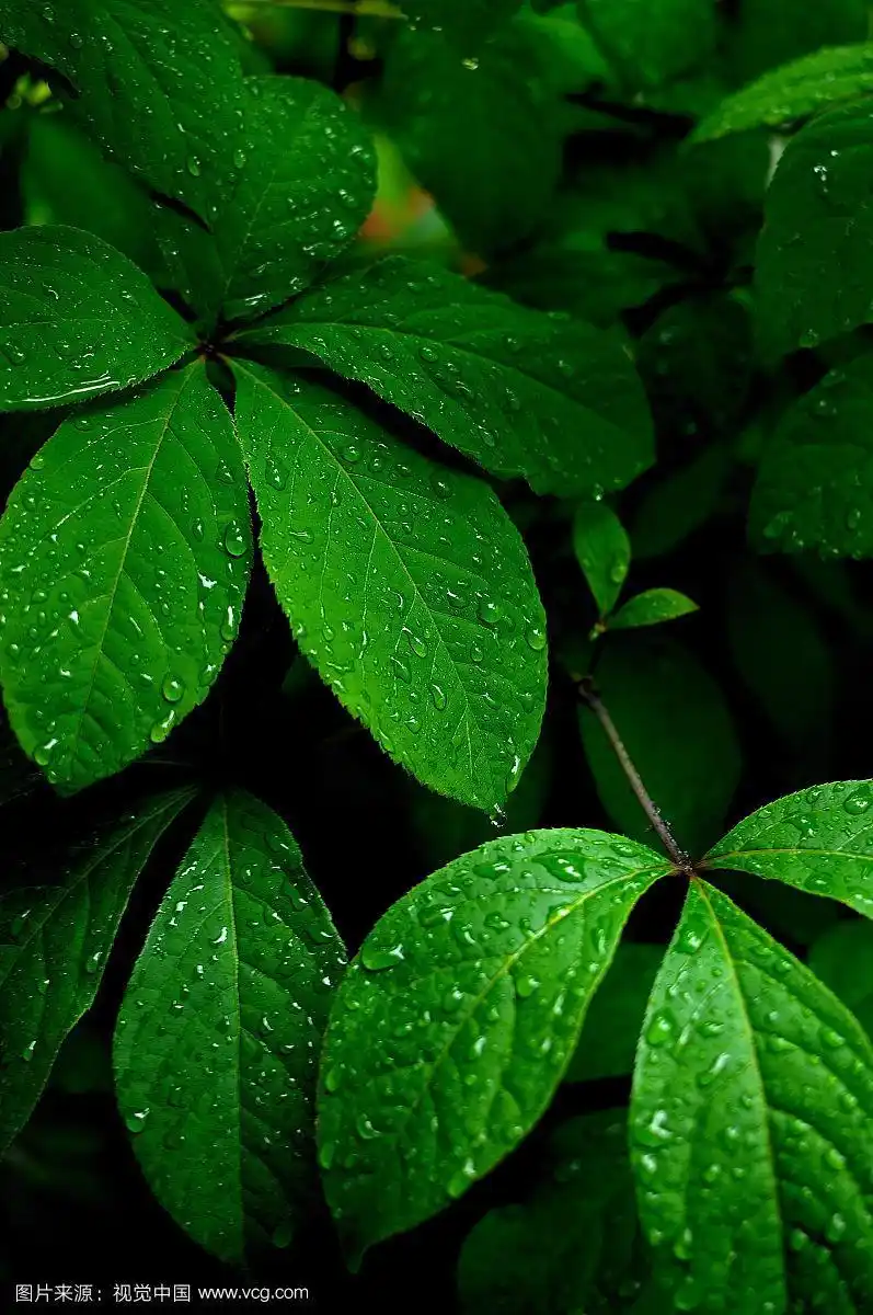 797_1200竖版 竖屏