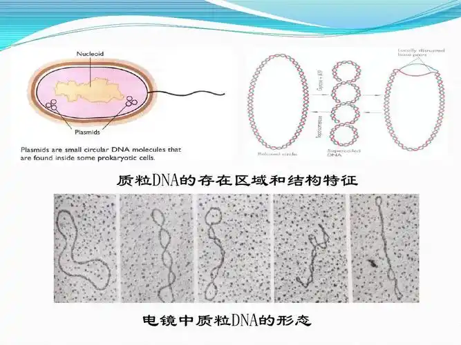 第二章 质粒dna的微量提取(sds法)ppt