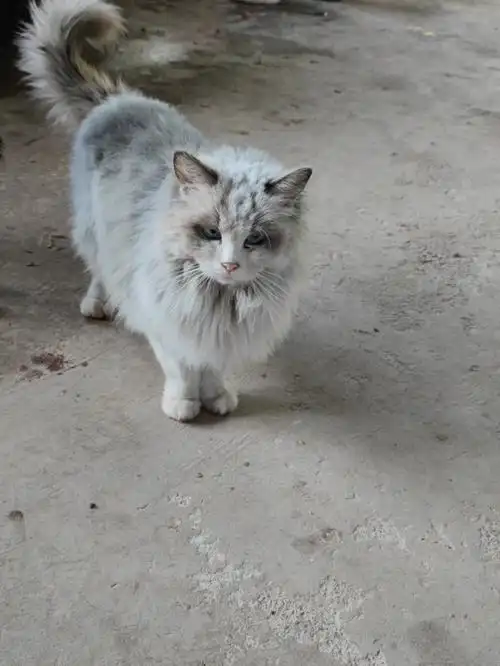 出来钓鱼看到一只布偶猫被人当土猫养