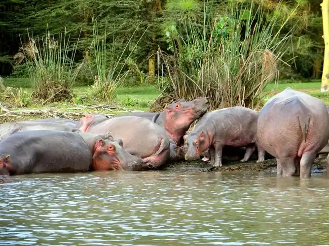 纳瓦沙湖中的河马成群,懒洋洋的挤在一起.