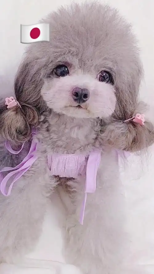 泰迪糯米的发型好可爱呀,萌萌哒