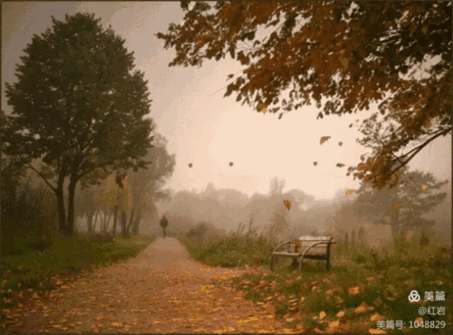 落叶,飘零在这伤感的季节……(转载)