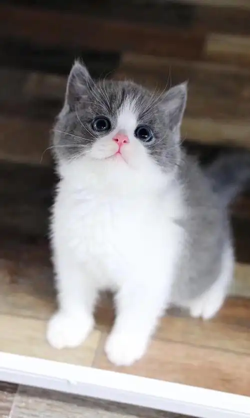 深圳高颜值英短蓝白出窝