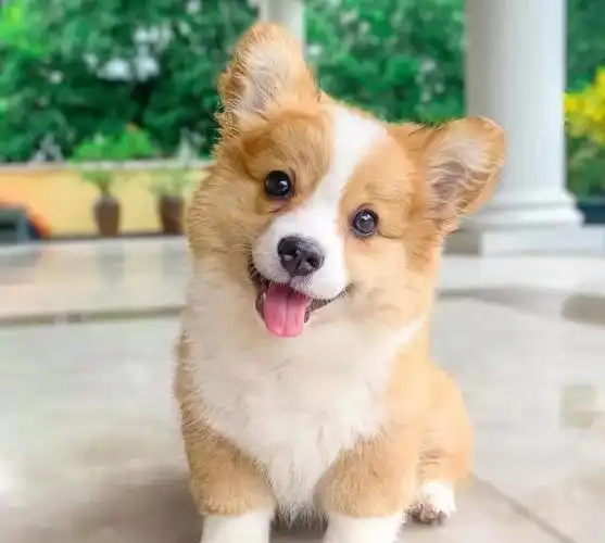 威尔士柯基犬,外表可爱,内心彪悍的狗狗,你爱了吗?