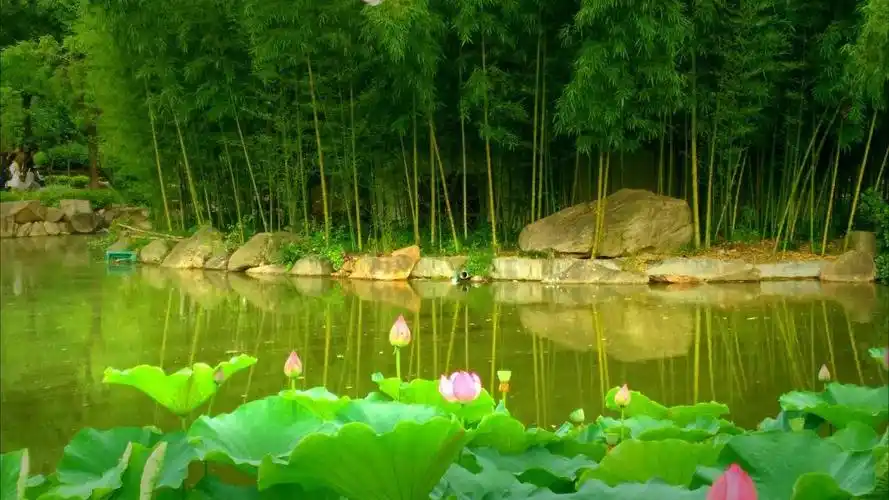 观竹林荷花有感