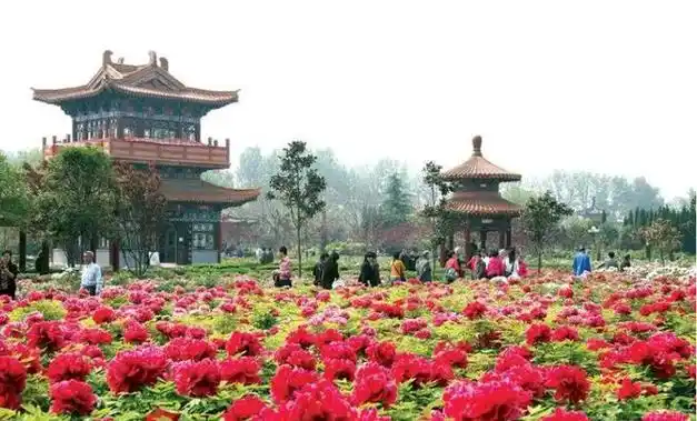 公园|牡丹园|植物园|中国国花园_网易订阅