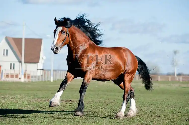 役用马照片摄影图片