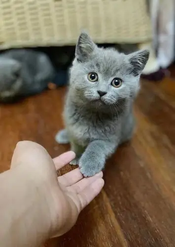 (上海)4个月英短纯蓝妹妹找新家